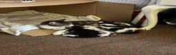 Domestic Shorthair cats for sale: Beautiful black and white female kitten - Advert 3
