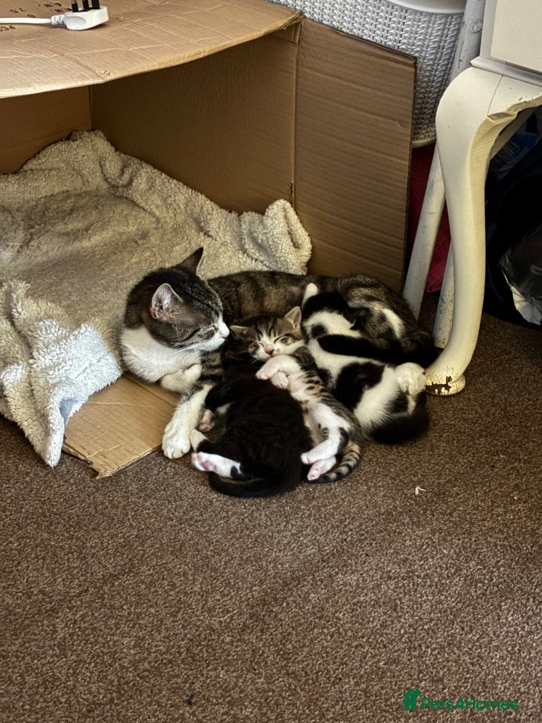 Domestic Shorthair cats for sale: Multiple litters  - Advert 16