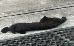 Mixed Breed cats for sale: 3 female kittens ready to go  - Image 20