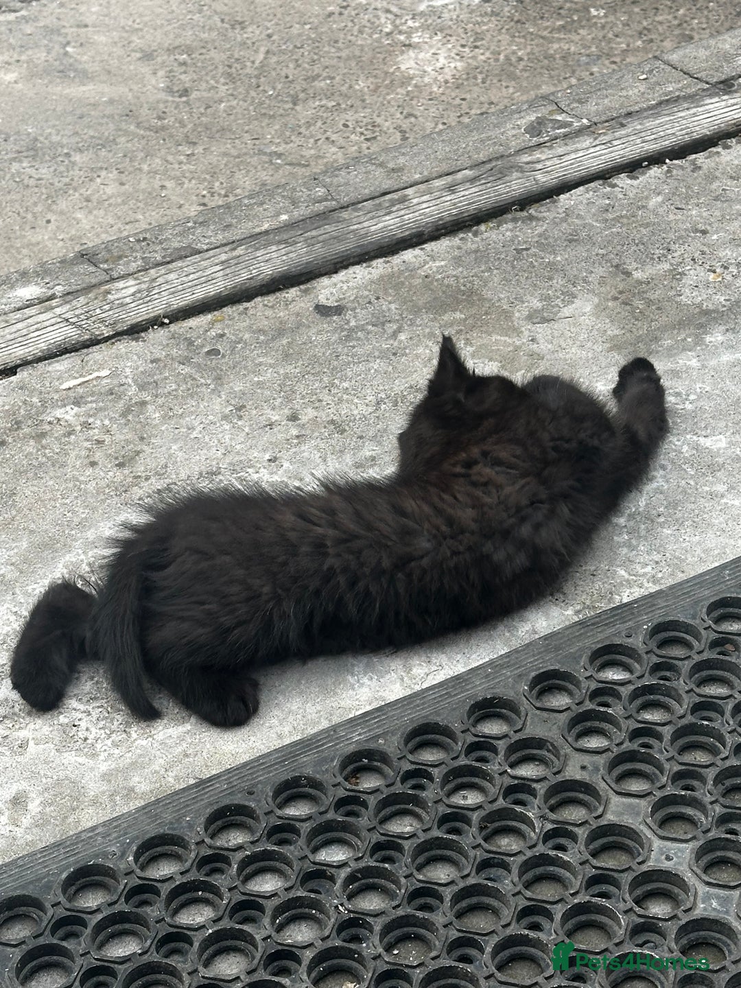Mixed Breed cats for sale: 3 female kittens ready to go  - Image 20