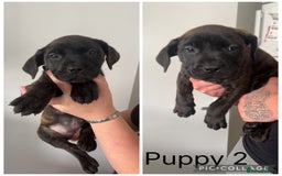 Presa Canario dogs for sale: Presa Canario pups - Image 2