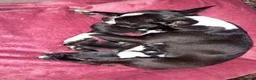 Boston Terrier dogs for sale: 3 female Boston Terrier ready to go - Advert 1