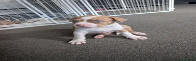 American Bull Staffy 2