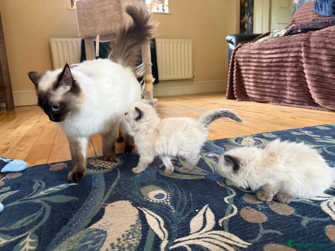 Ragdoll cats for sale: Ragdoll Kittens Farm Bred - Advert 2