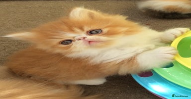 Exotic cats - Advert 11