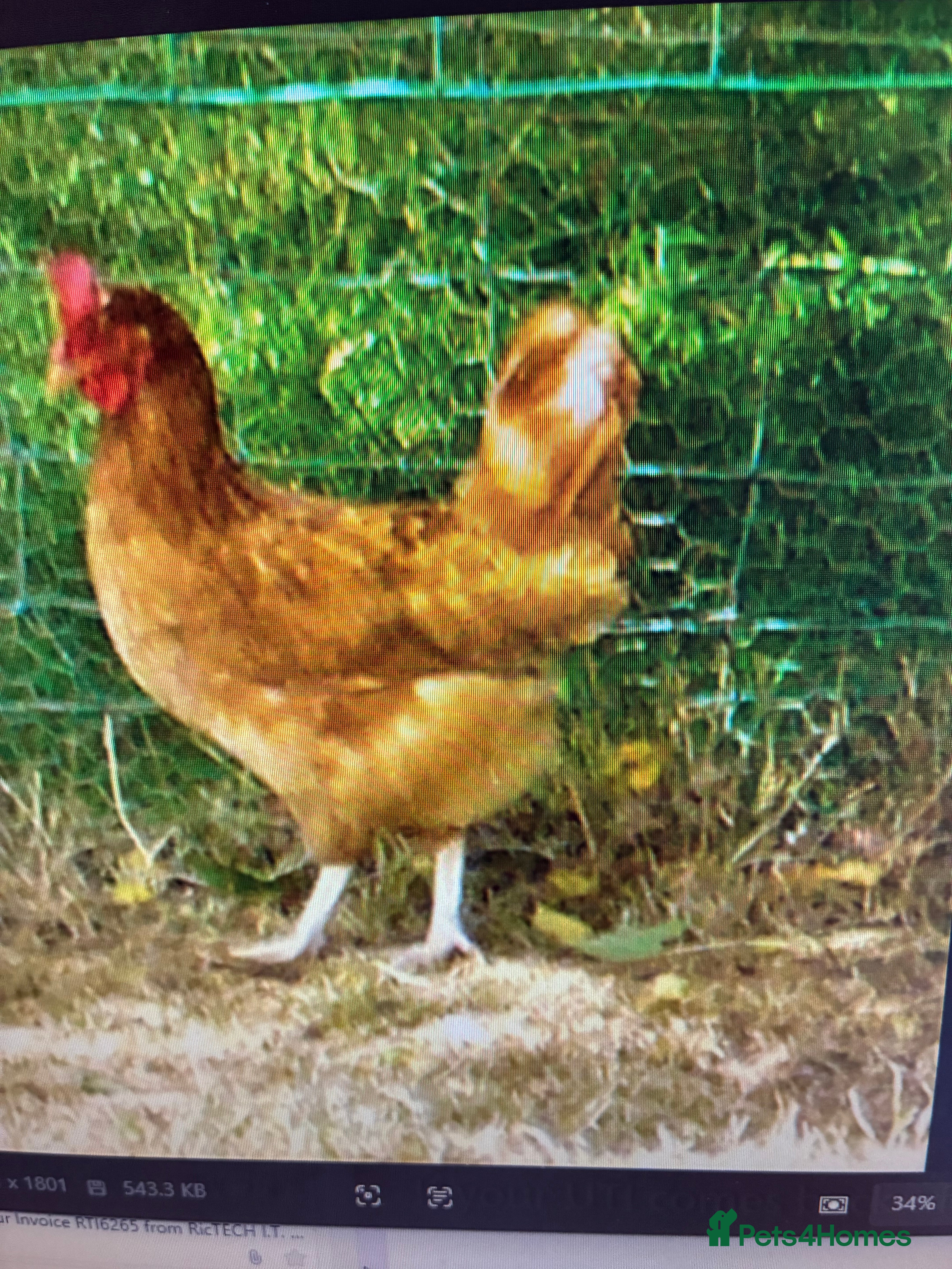 Chickens poultry Chickens - Advert 10