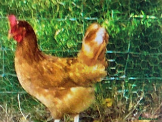 Chickens poultry - Advert 2