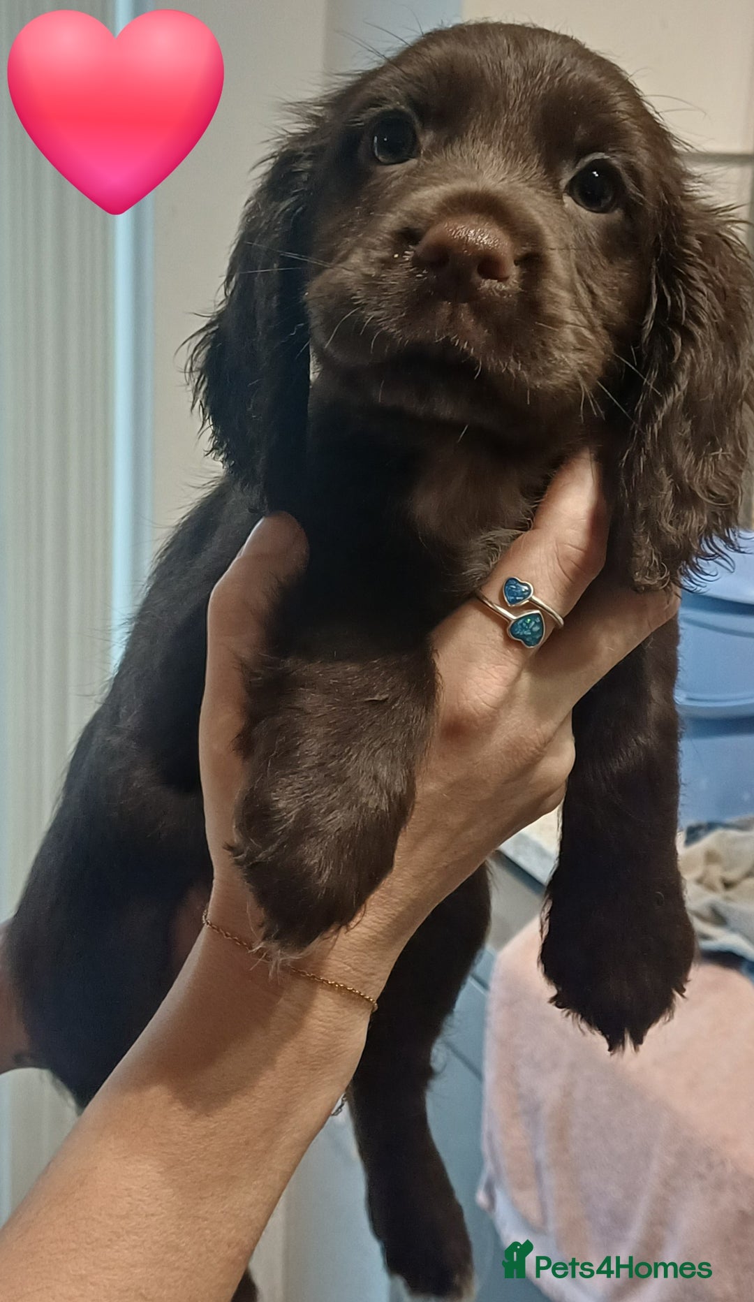 Sprocker dogs for sale: Beautifull Sprocker spaniel puppies, ready now! - Advert 6