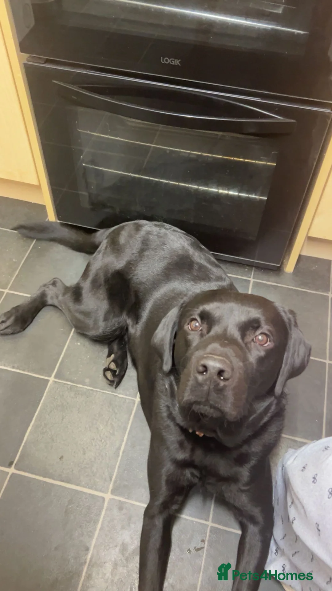 Labrador Retriever dogs for sale: Labrador KC Reg Boy 1 Year Old in Bruton - Advert 1