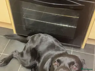 Labrador Retriever dogs Labrador KC Reg Boy 1 Year Old - Advert 1