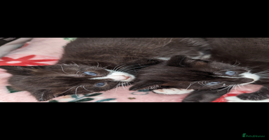 Mixed Breed cats - Advert 3