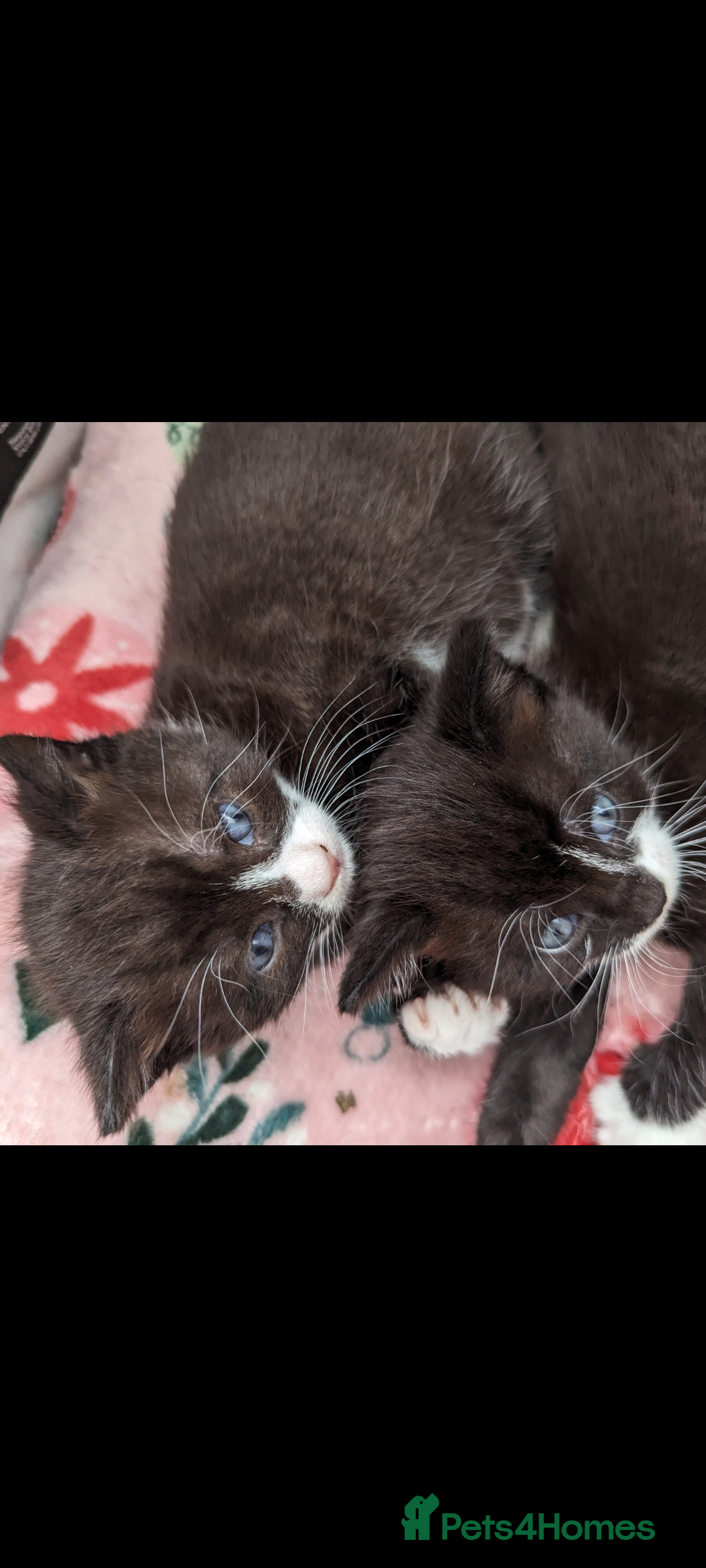 Mixed Breed cats for sale: Beautiful kittens for sale. - Image 2