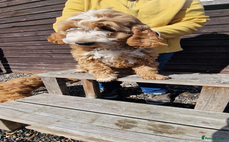 Cockapoo dogs - Advert 13