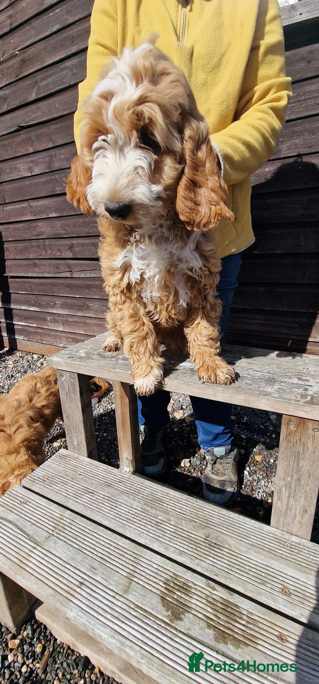 Cockapoo dogs for sale: Last f1 female cockapoo looking for a loving home - Image 1