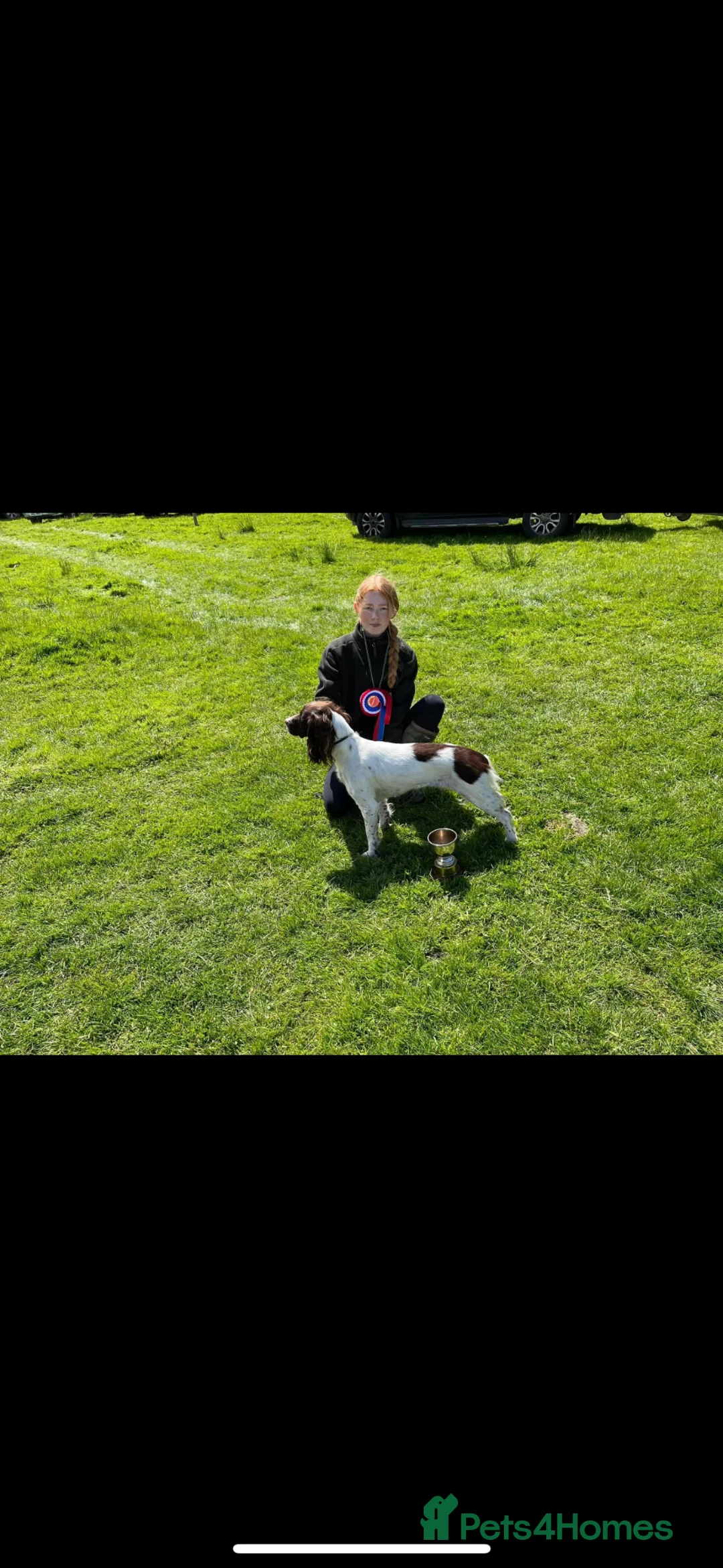 English Springer Spaniel dogs for sale: Working English springer spaniel puppies for sale in Stanley - Advert 2