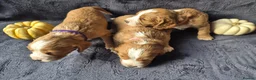 Cocker Spaniel dogs for sale: Beautiful working cocker spaniel puppies in Worcester - Advert 13