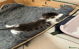 Mixed Breed cats for sale: 3 beautiful kittens  - Image 3