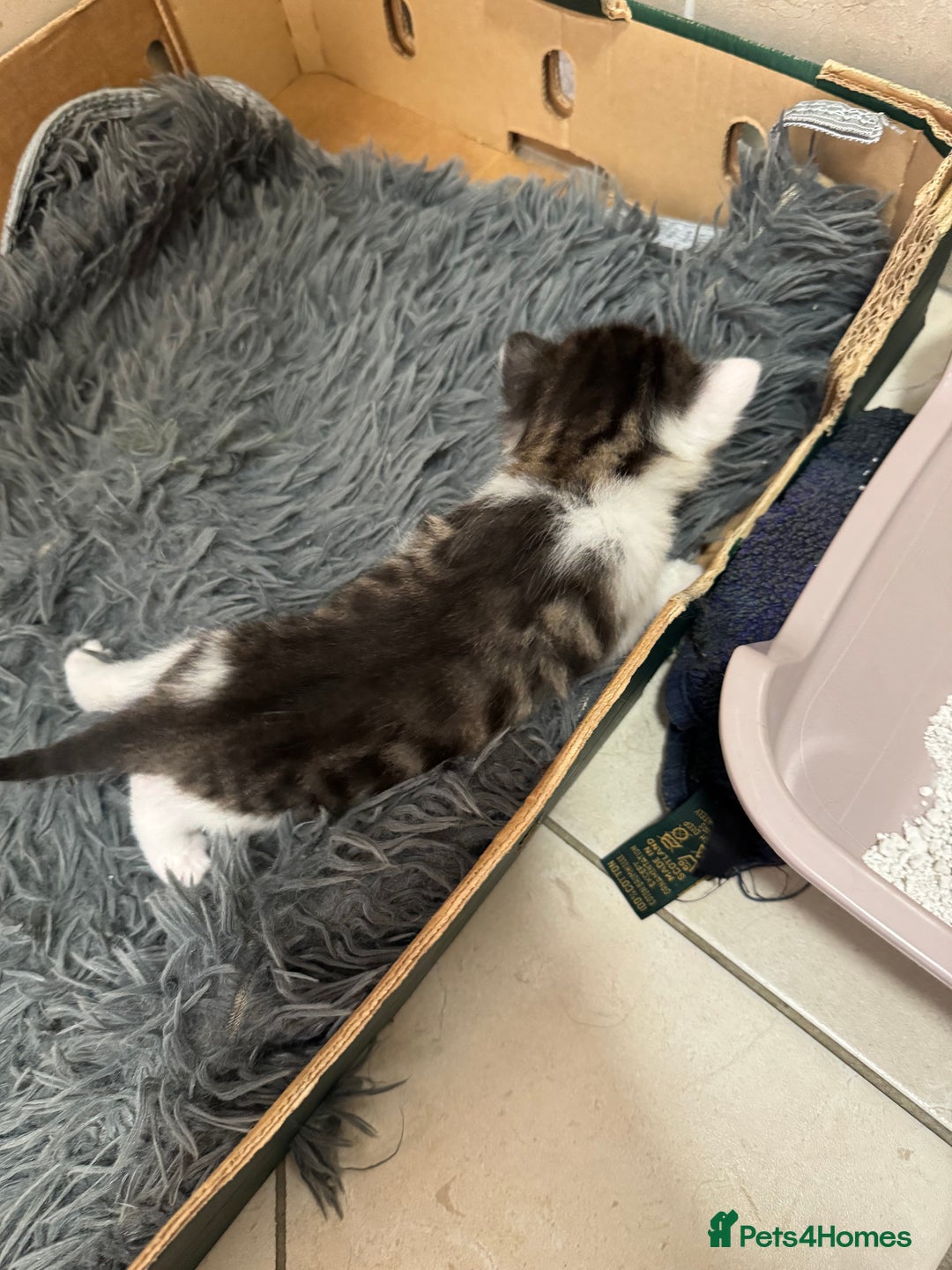 Mixed Breed cats for sale: 3 beautiful kittens  - Image 3