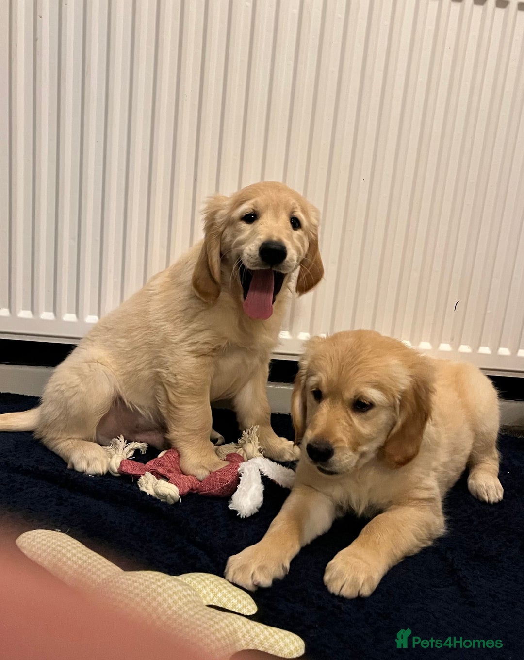 Golden Retriever dogs for sale: Golden retriever puppies - Advert 3
