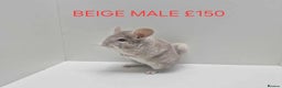 Chinchilla rodents for sale: STUNNING BABIES CHINCHILLA MIX COLOURS AND GENDER  - Advert 16