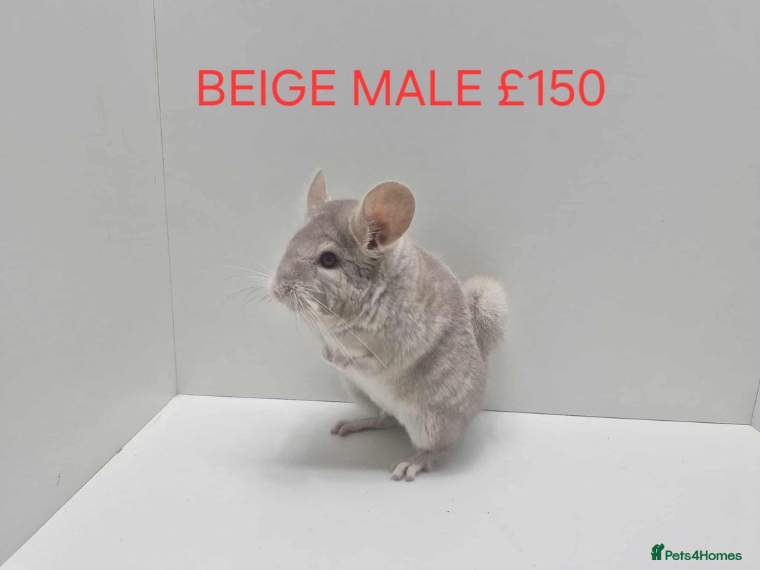 Chinchilla rodents for sale: STUNNING BABIES CHINCHILLA MIX COLOURS AND GENDER  - Advert 16