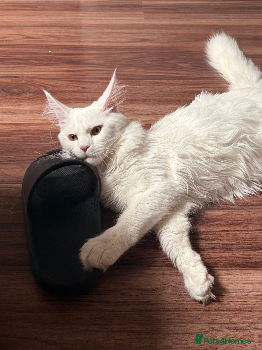 Maine Coon cats for sale: TICA Maine Coon Russian - Advert 6