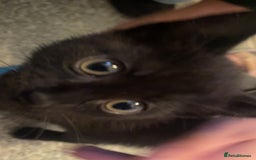 Mixed Breed cats for sale: 2 male kittens for sale  - Image 4