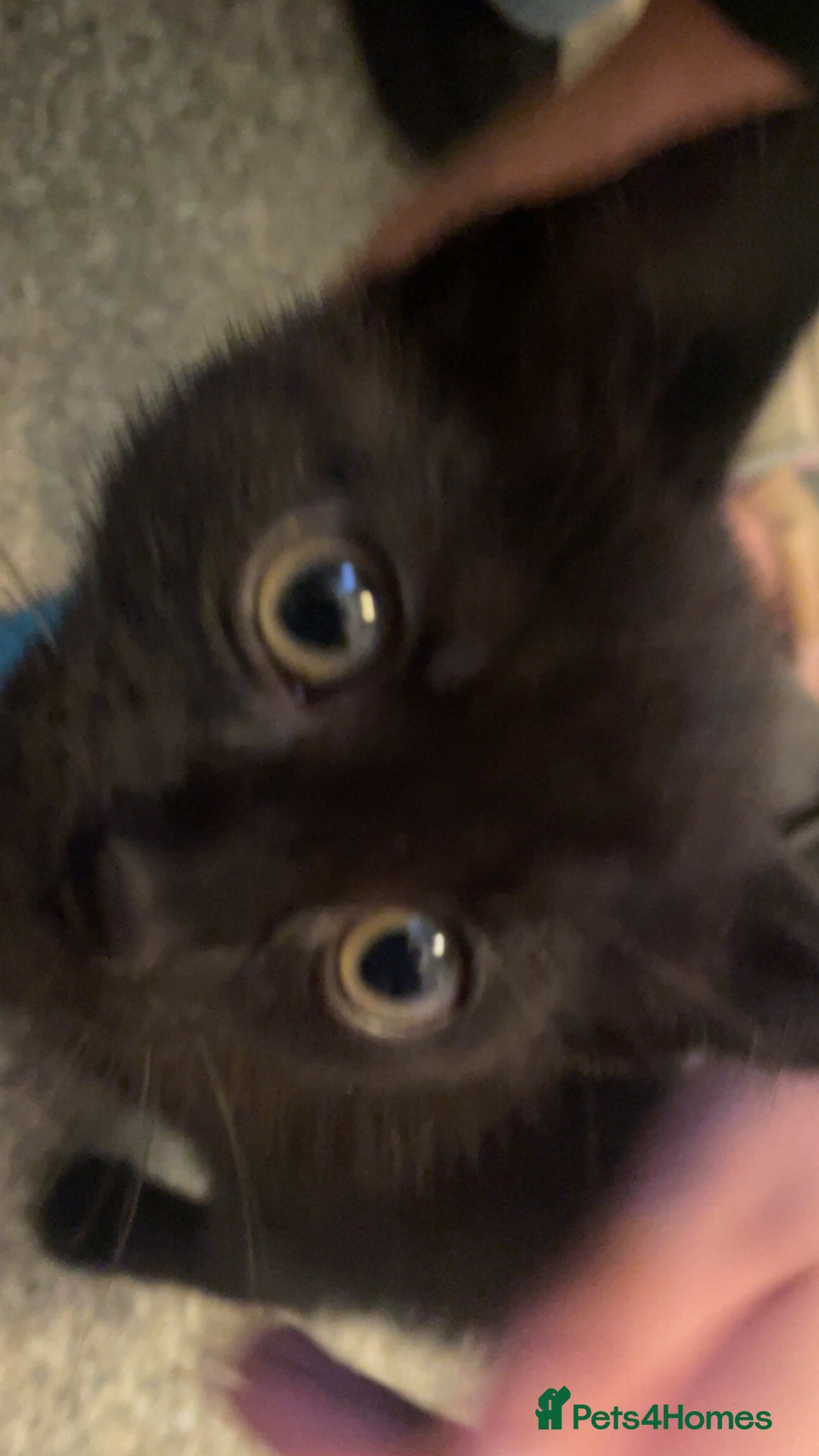 Mixed Breed cats for sale: 2 male kittens for sale  - Image 4