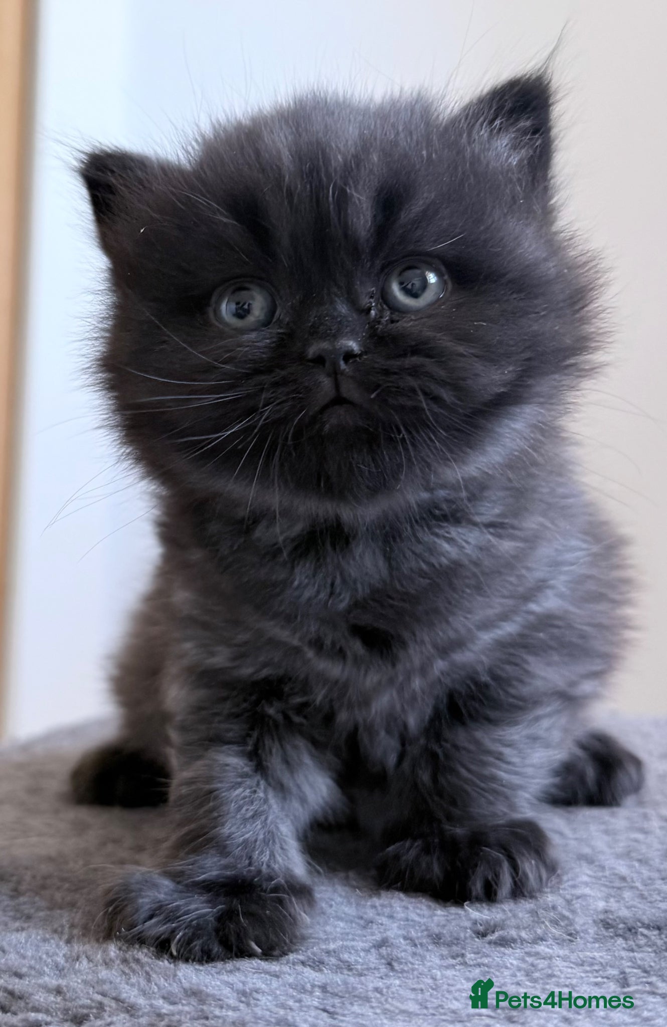 British Shorthair cats Stunning GCCF Registered British shorthair kittens - Advert 2