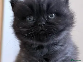 British Shorthair cats Stunning GCCF Registered British shorthair kittens - Advert 2