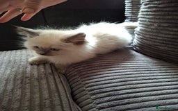 Ragdoll cats for sale: Ragdoll kittens  - Image 6