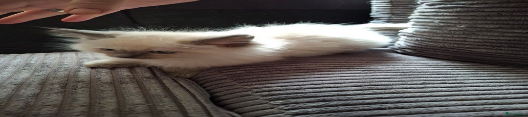 Ragdoll Kitten 4