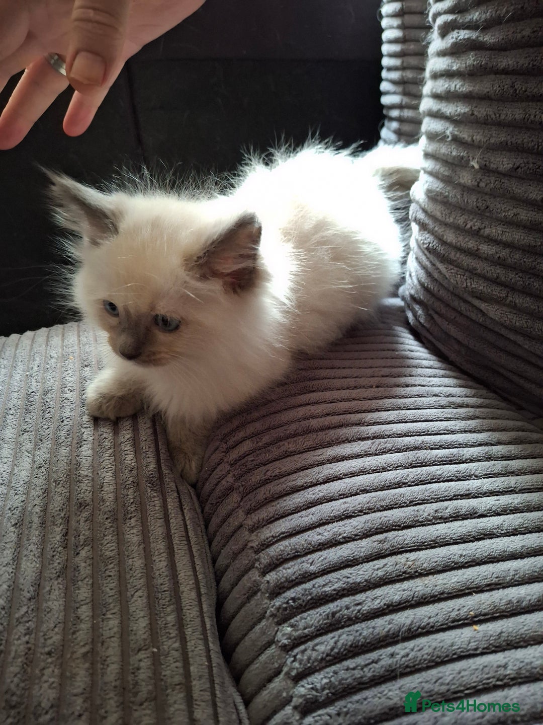 Ragdoll cats for sale: Ragdoll kittens  - Image 6