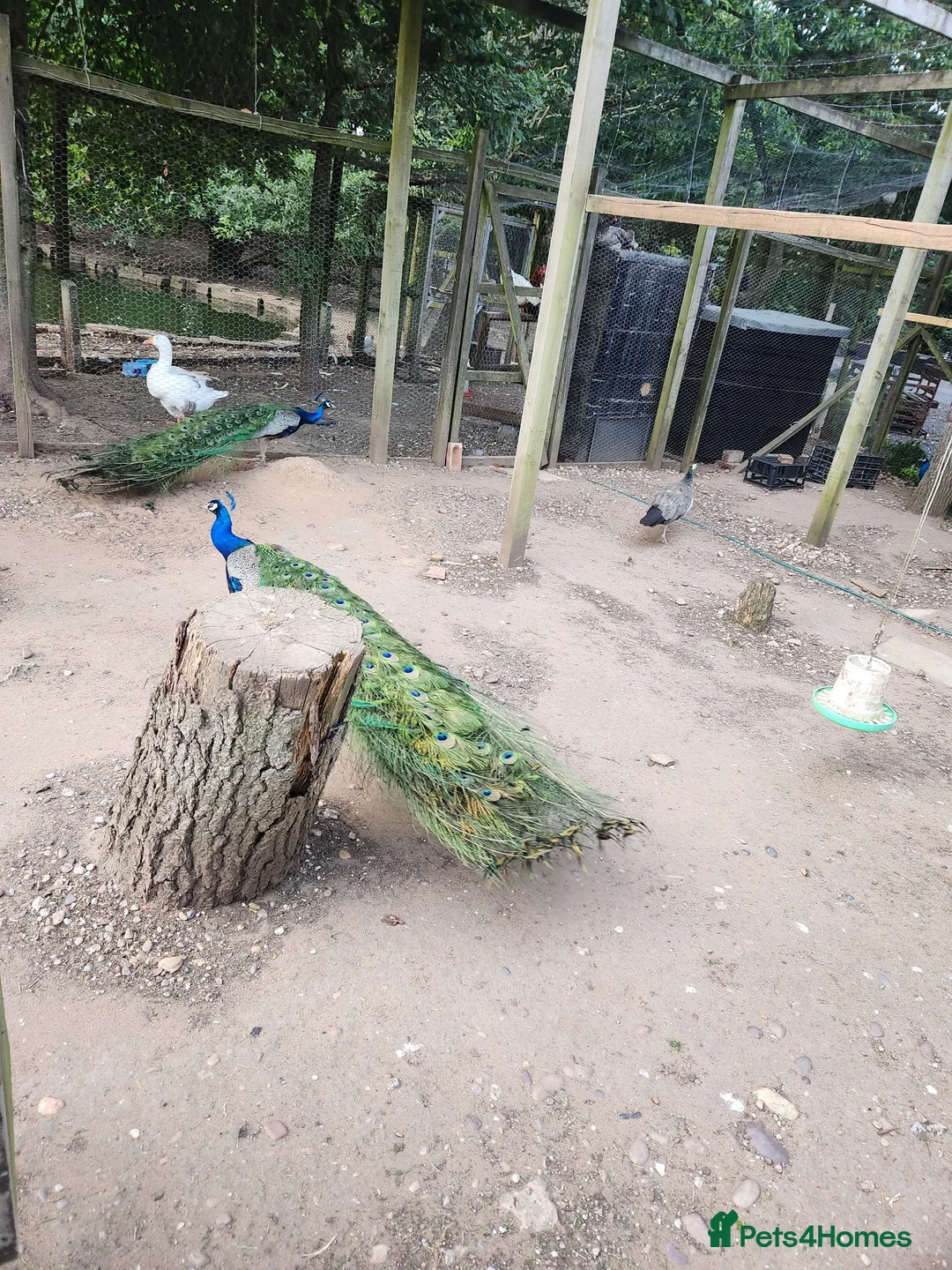 Peafowl poultry for sale: Indian blue peacock eggs  in Newark - Advert 3