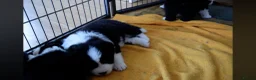Border Collie dogs for sale: ISDS registered pups from amazing lines - Advert 23