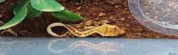 Gecko reptiles for sale: Baby Crested Geckos!! - Advert 11