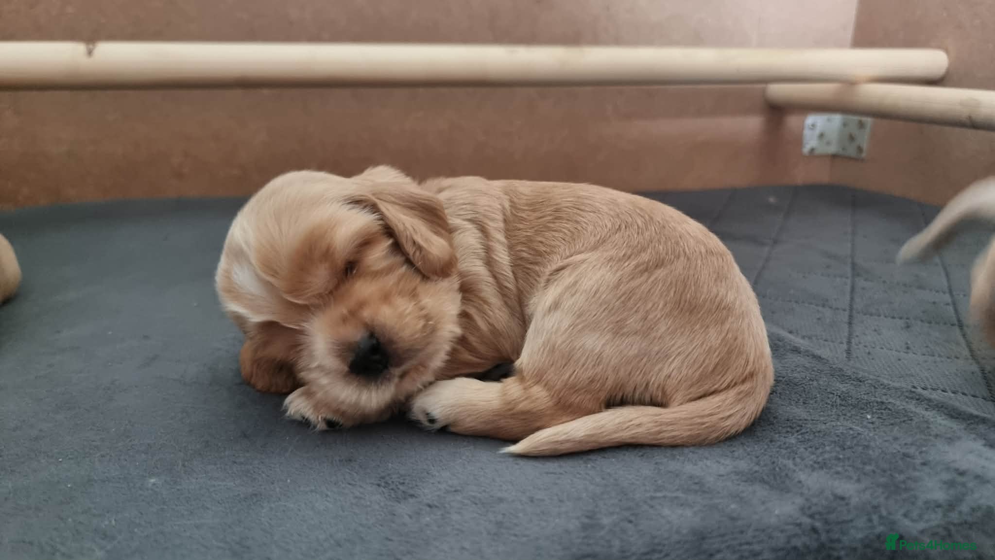 Cocker Spaniel dogs Show Cocker Spaniel Puppies- Champion Lineage🏆🐾 - Advert 2