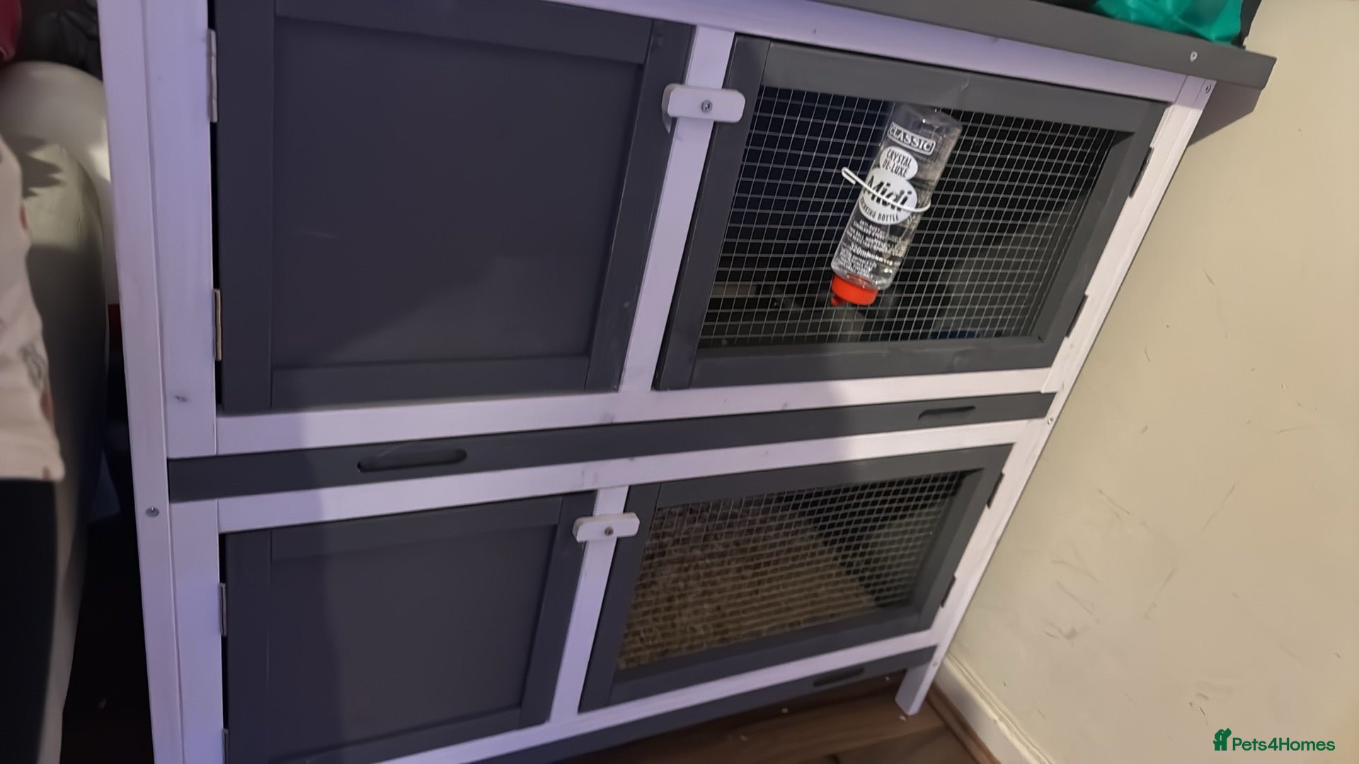 Lionhead rabbits Lionhead rabbit  - Advert 1