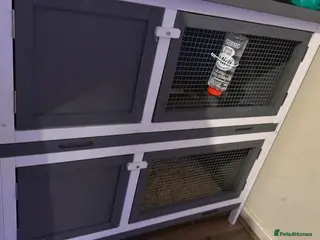 Lionhead rabbits Lionhead rabbit - Advert 7