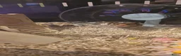 Hamster rodents for sale: 12 baby Syrian Hamsters  - Advert 6