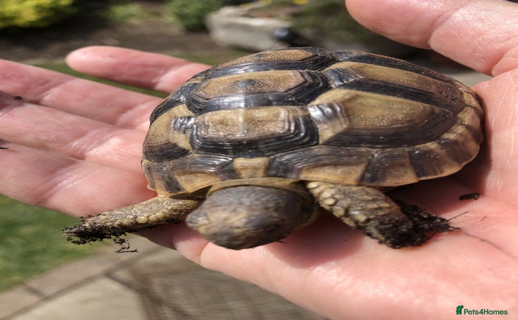 Tortoise reptiles - Advert 1