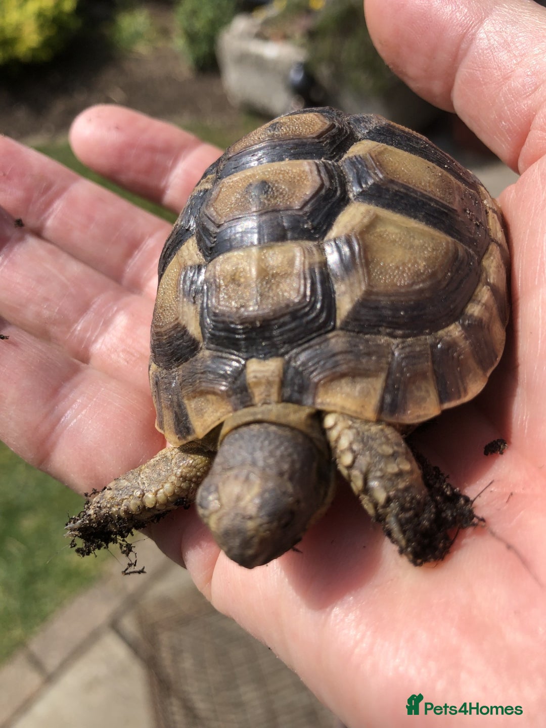 Tortoise reptiles for sale: Spur Thigh Hatchlings - Image 1