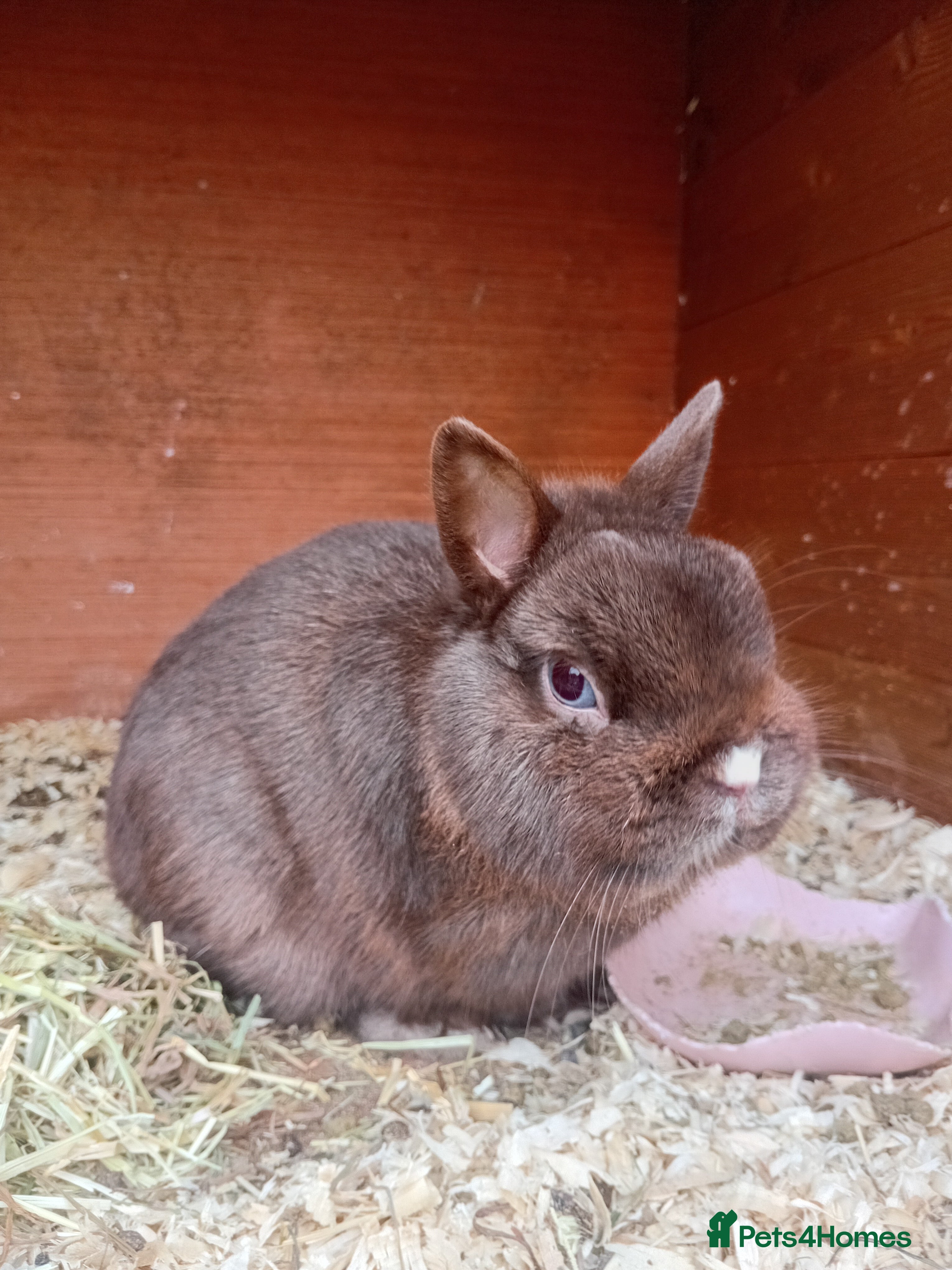 Netherland Dwarf rabbits Netherland dwarf baby rabbits  - Advert 13