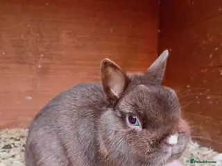 Netherland Dwarf rabbits Netherland dwarf baby rabbits - Advert 13