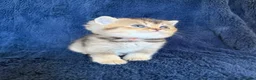 Scottish Fold cats for sale: Beautiful Scottish Fold & Straight Kittens - Advert 18