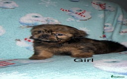 Shih Tzu dogs for sale: Shih tzu puppys  - Image 5