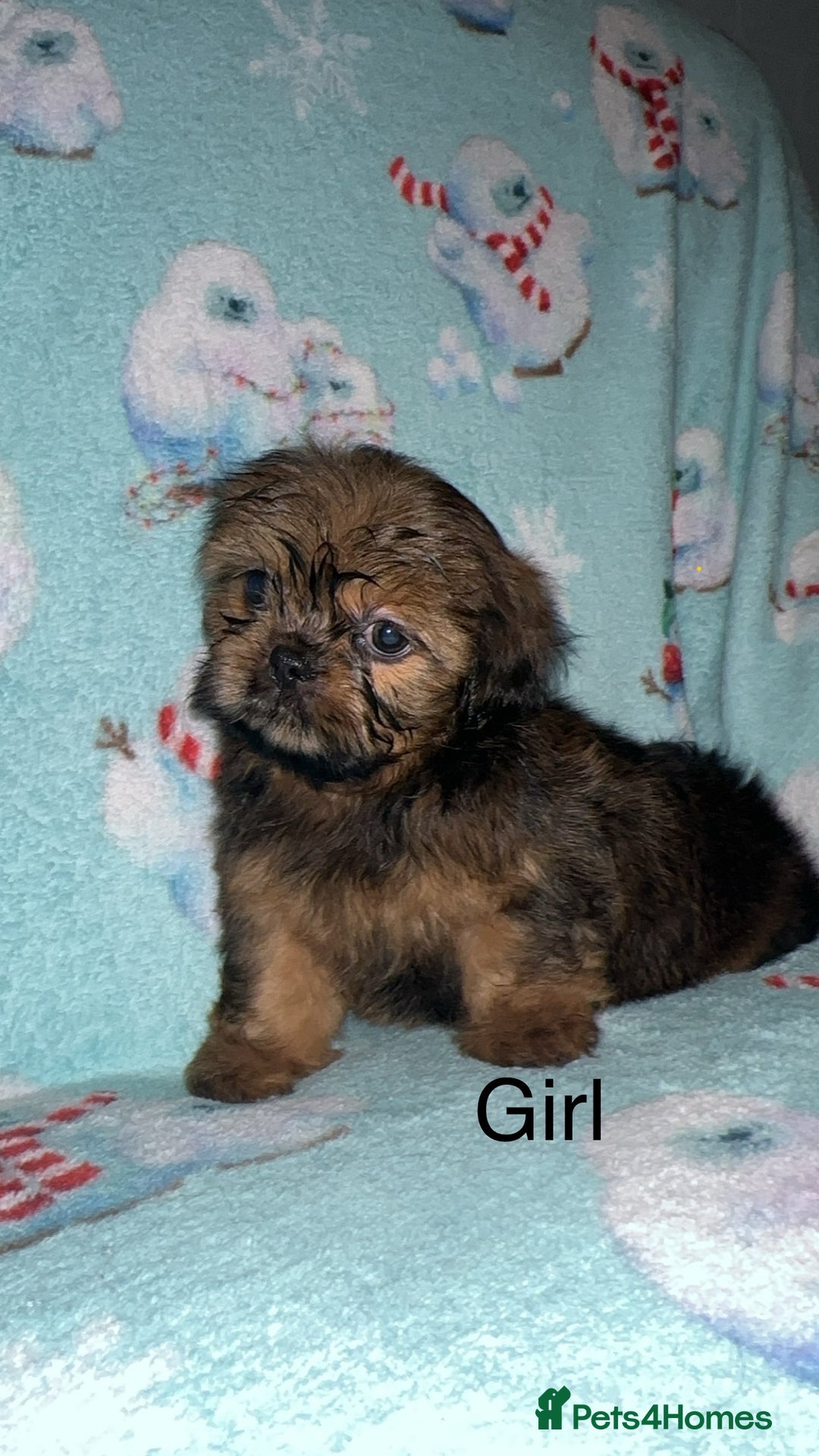 Shih Tzu dogs for sale: Shih tzu puppys  - Image 5
