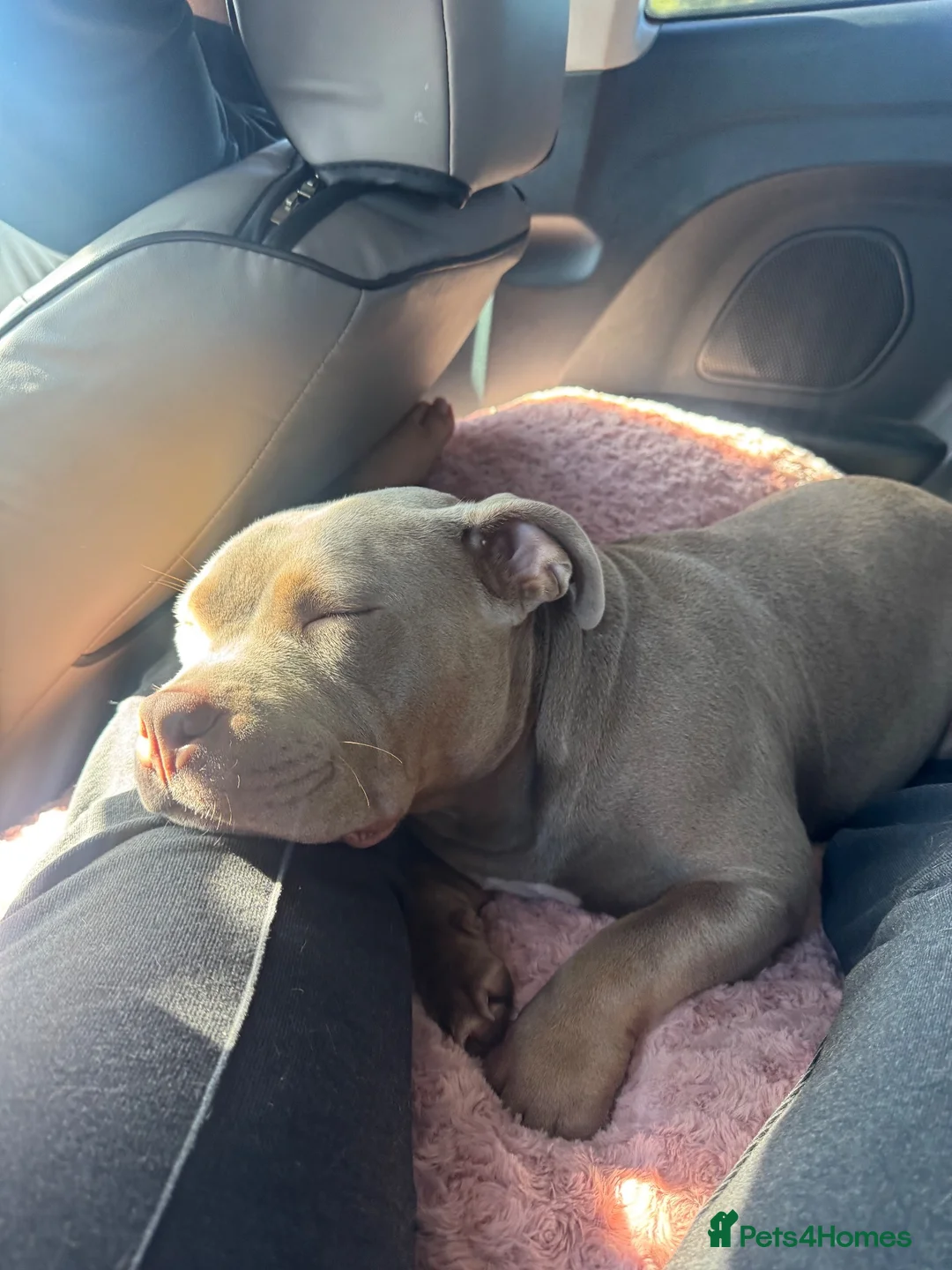American Bull Staffy dogs for sale: Bella, 11 month old Pocket Bully💔 in Newquay - Advert 2