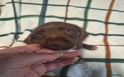 Mixed Breed dogs for sale: Beautiful dachshund mix puppies  - Image 11