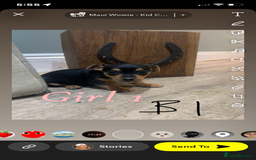 Jack Russell dogs for sale: Beautiful jack russel 👀🏡💙🩷 - Image 2